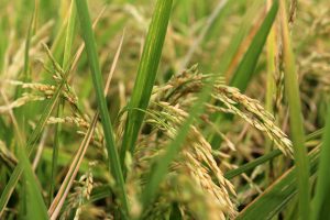 Rice plant